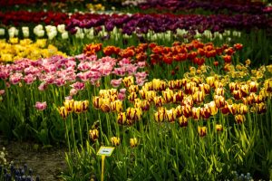 Colorful tulip field in spring showcasing diverse varieties and vivid colors.